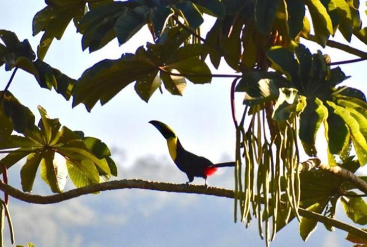 Villa Casa De Bambu Turrialba Esterno foto